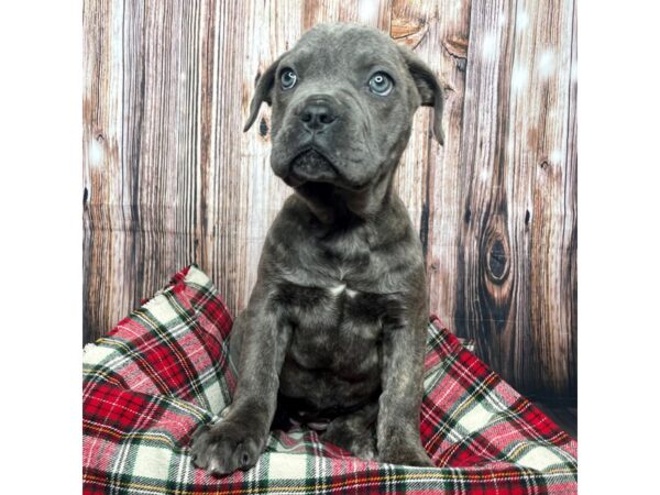 Cane Corso-DOG-Female-Blue-17505-Petland Fairfield, Ohio