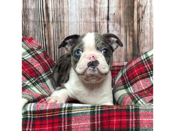 Boston Terrier DOG Female Blue Merle / White 17504 Petland Fairfield, Ohio