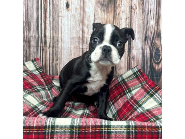 Boston Terrier DOG Male Black / White 17503 Petland Fairfield, Ohio