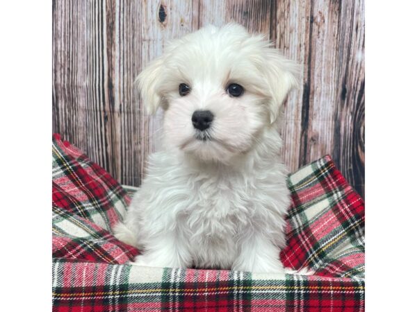 Maltese DOG Male White 17502 Petland Fairfield, Ohio