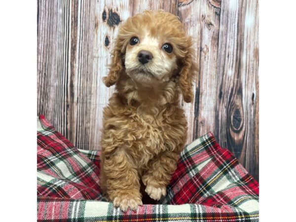 Poodle DOG Female Apricot 17501 Petland Fairfield, Ohio