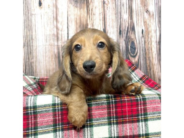 Dachshund-DOG-Male-Wild Boar-17500-Petland Fairfield, Ohio