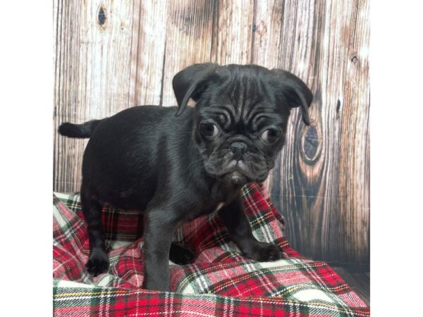 Pug DOG Female Black 17499 Petland Fairfield, Ohio