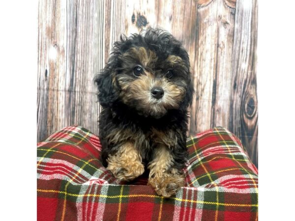 Miniature Poodle-DOG-Male-Black and Brown-17514-Petland Fairfield, Ohio