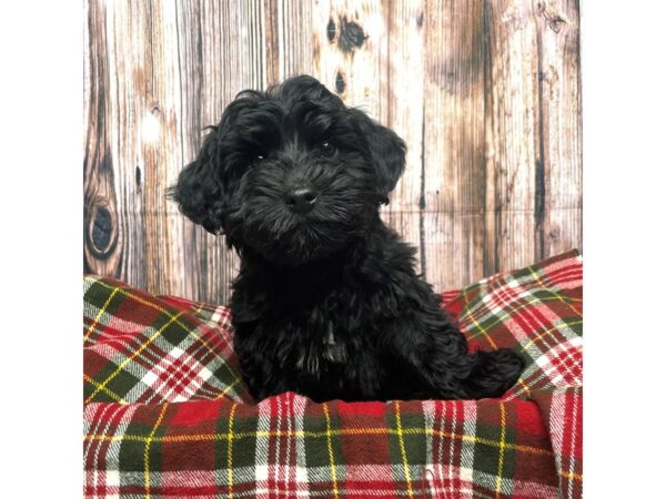 Yorkiepoo DOG Male Black 17513 Petland Fairfield, Ohio