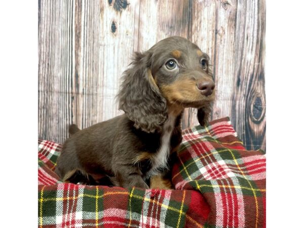 Dachshund DOG Male Chocolate 17512 Petland Fairfield, Ohio