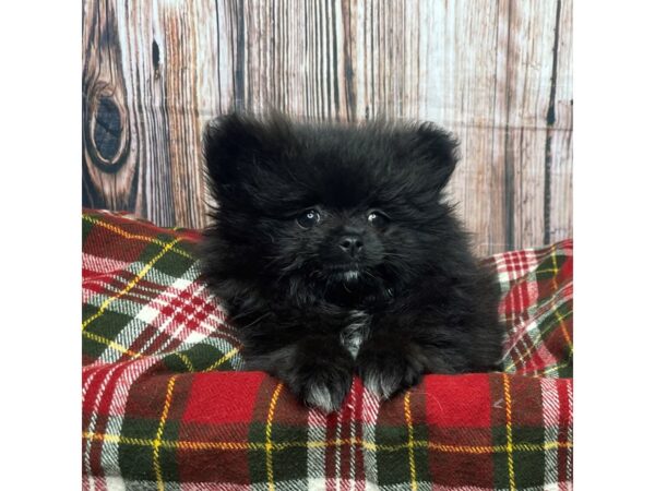 Pomeranian DOG Female Black 17511 Petland Fairfield, Ohio