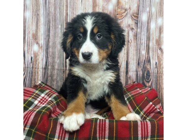 Bernese Mountain Dog DOG Female Black White / Tan 17510 Petland Fairfield, Ohio