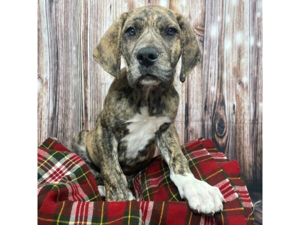 Great Dane DOG Male Brindle 17509 Petland Fairfield, Ohio