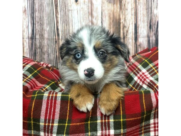 Australian Shepherd-DOG-Female-Blue Merle-17508-Petland Fairfield, Ohio