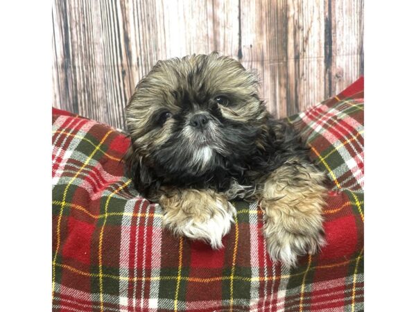 Shih Tzu DOG Female Sable 17507 Petland Fairfield, Ohio