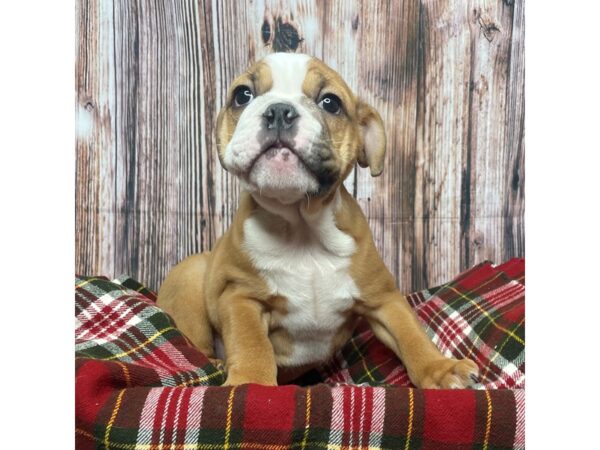 English Bulldog DOG Female Fawn / White 17506 Petland Fairfield, Ohio