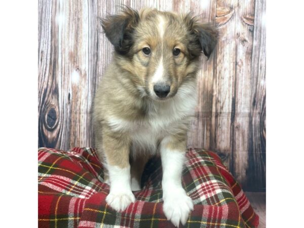 Shetland Sheepdog-DOG-Female-Sable / White-17520-Petland Fairfield, Ohio