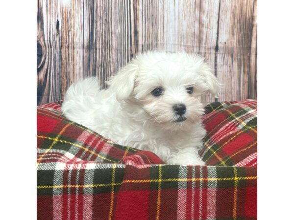 Maltese DOG Male White 17519 Petland Fairfield, Ohio