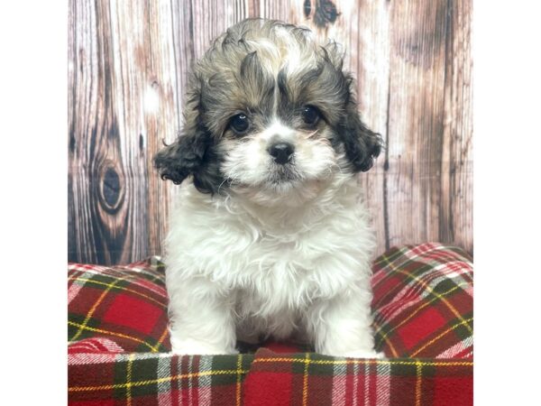 Pekeapoo DOG Female Sable 17518 Petland Fairfield, Ohio