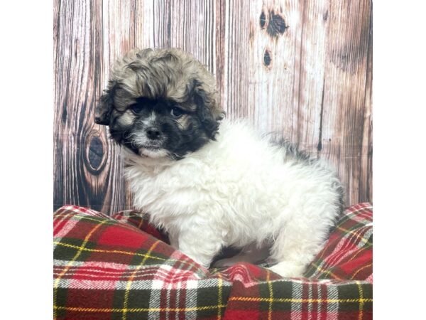 Pekeapoo DOG Male Sable 17517 Petland Fairfield, Ohio