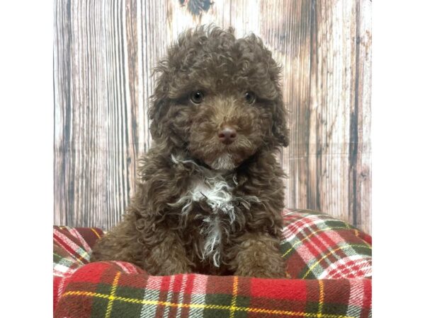 Poodle DOG Male Liver 17516 Petland Fairfield, Ohio