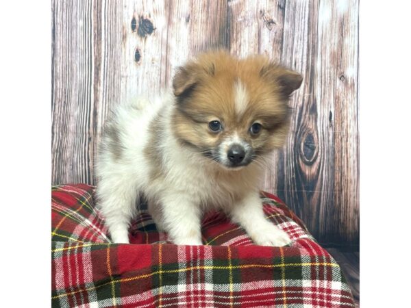 Pomeranian DOG Male Party 17528 Petland Fairfield, Ohio