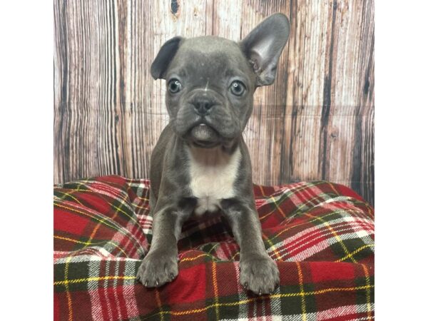 Frenchton DOG Female Blue 17527 Petland Fairfield, Ohio