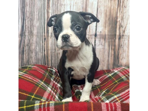 Boston Terrier DOG Female Brindle 17526 Petland Fairfield, Ohio