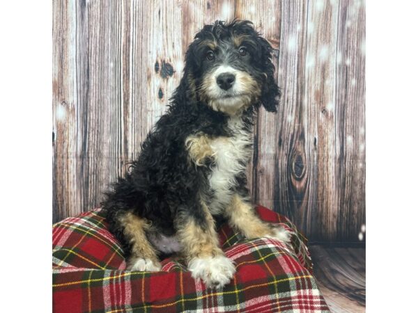 Bernadoodle DOG Male Tri-colored 17525 Petland Fairfield, Ohio