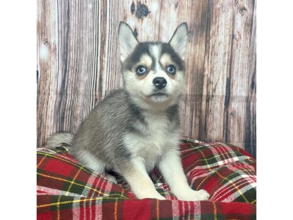 Pomsky DOG Female Black and white 17523 Petland Fairfield, Ohio