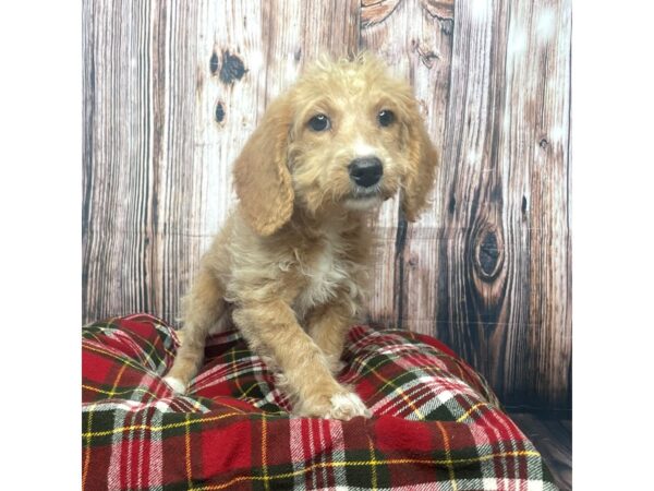 Mini Labradoodle-DOG-Female-Gold and white-17522-Petland Fairfield, Ohio