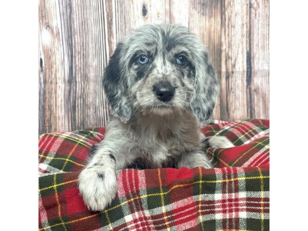 Mini Labradoodle-DOG-Female-Blue Merle-17521-Petland Fairfield, Ohio