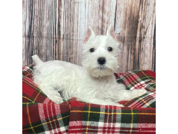 Miniature Schnauzer DOG Female Wheaton Parti 17535 Petland Fairfield, Ohio