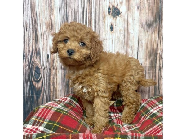 Poodle/Cavalier King Charles Spaniel-DOG-Female-Red-17534-Petland Fairfield, Ohio