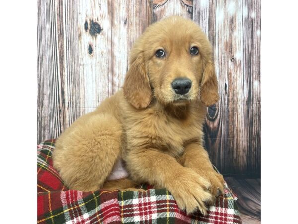 Golden Retriever DOG Male Golden 17533 Petland Fairfield, Ohio