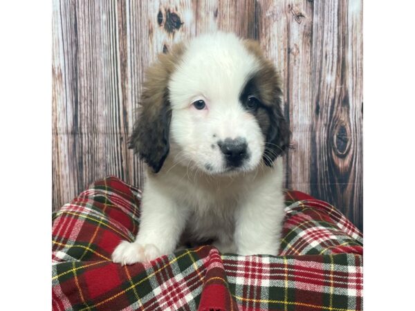 Saint Bernard DOG Female Brown / White 17532 Petland Fairfield, Ohio