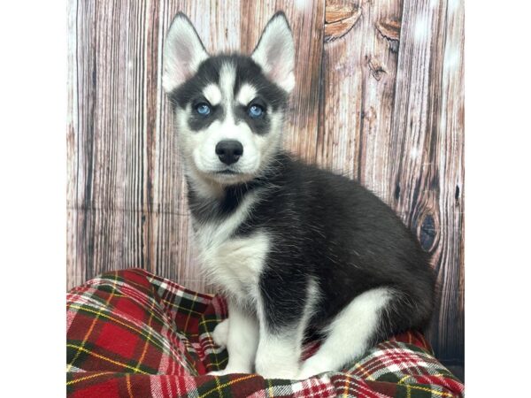 Siberian Husky DOG Female Black / White 17531 Petland Fairfield, Ohio