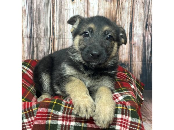 German Shepherd Dog DOG Female Black / Tan 17529 Petland Fairfield, Ohio