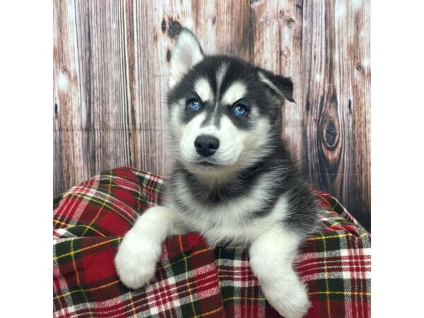 Siberian Husky DOG Male Black / White 17530 Petland Fairfield, Ohio