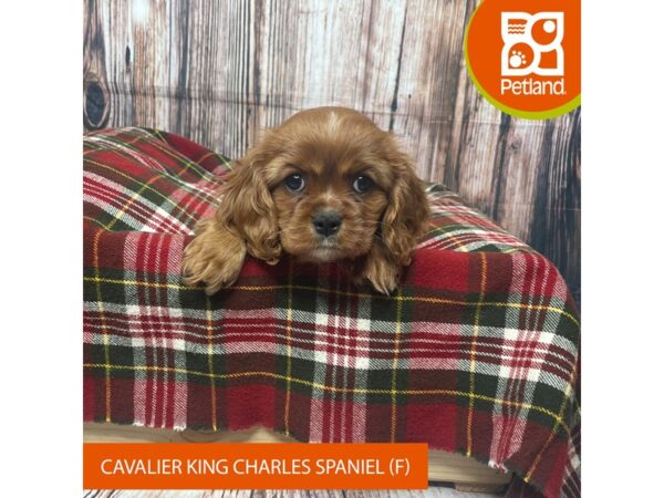 Cavalier King Charles Spaniel DOG Female Ruby 17536 Petland Fairfield, Ohio