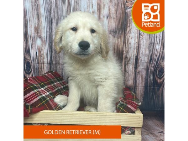 Golden Retriever-DOG-Male-Golden-17537-Petland Fairfield, Ohio