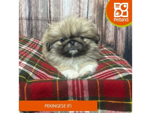 Pekingese DOG Female Cream 17538 Petland Fairfield, Ohio