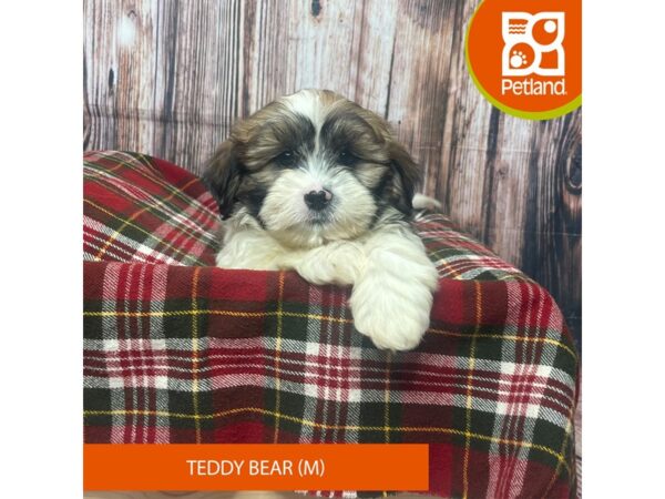 Teddy Bear DOG Male Brown / White 17539 Petland Fairfield, Ohio