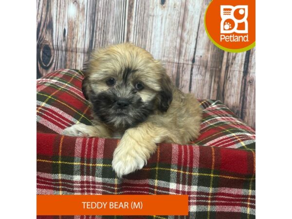 Teddy Bear DOG Female Golden 17540 Petland Fairfield, Ohio