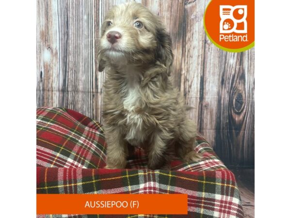 Aussiepoo-DOG-Female-Red Merle-17541-Petland Fairfield, Ohio