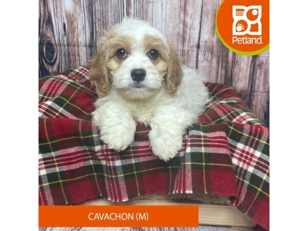 Cavachon DOG Male White w spots 17542 Petland Fairfield, Ohio