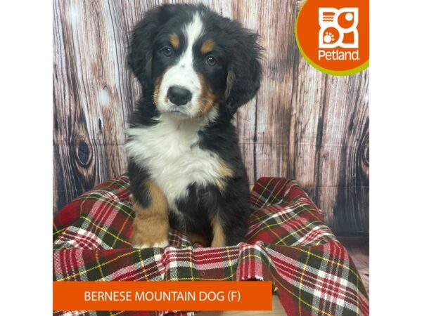 Bernese Mountain Dog DOG Female Tri colored 17543 Petland Fairfield, Ohio