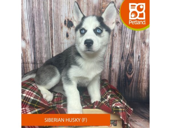 Siberian Husky DOG Female Black / White 17545 Petland Fairfield, Ohio