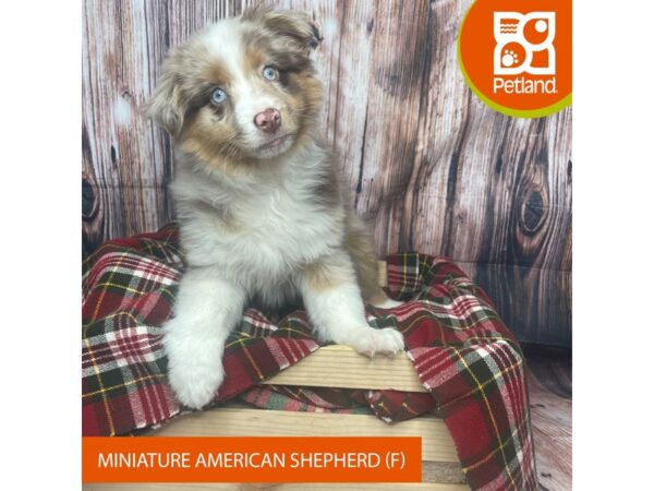 Miniature American Shepherd-DOG-Female-Red Merle-17546-Petland Fairfield, Ohio