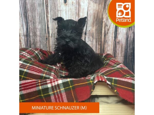 Miniature Schnauzer DOG Male Black 17547 Petland Fairfield, Ohio