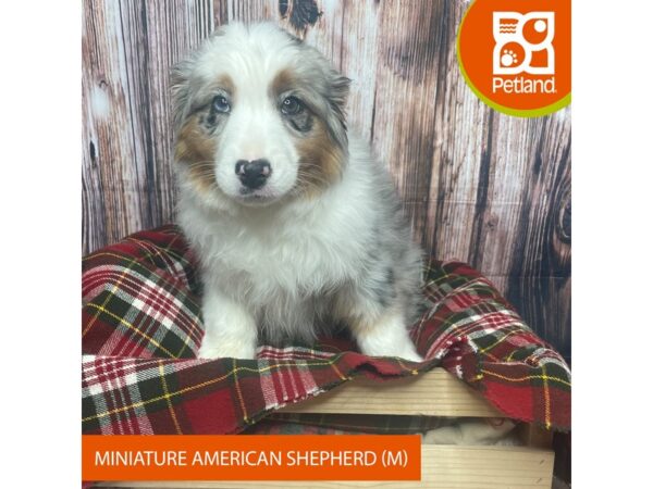 Miniature American Shepherd-DOG-Male-Blue Merle-17548-Petland Fairfield, Ohio