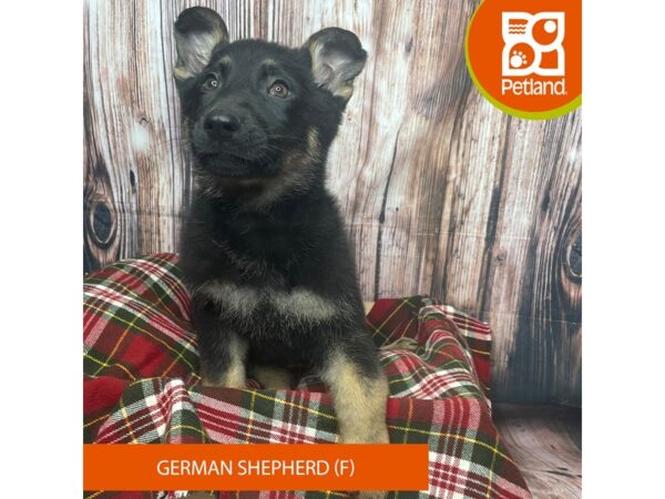 German Shepherd Dog DOG Female Black / Tan 17549 Petland Fairfield, Ohio