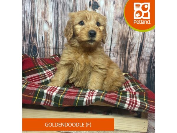 Goldendoodle-DOG-Female-Apricot-17551-Petland Fairfield, Ohio