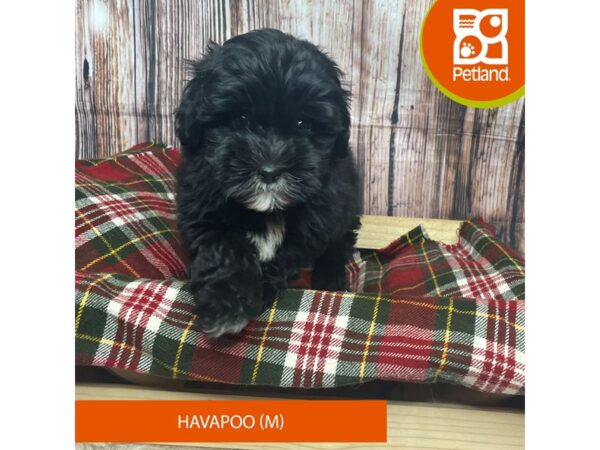 Havapoo DOG Male Black 17552 Petland Fairfield, Ohio